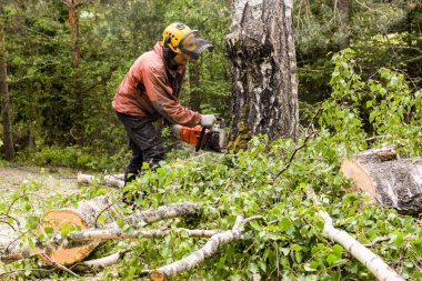 Profesyonel iş arborist.
