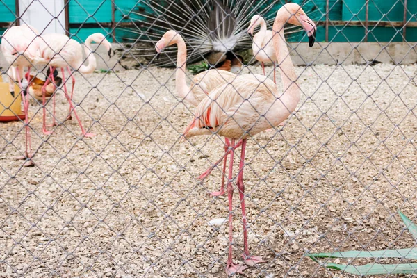 Um grupo de flamingos em uma gaiola . — Fotografia de Stock