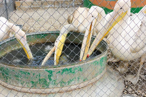 A group of pelicans at the trough. — Stock Photo, Image