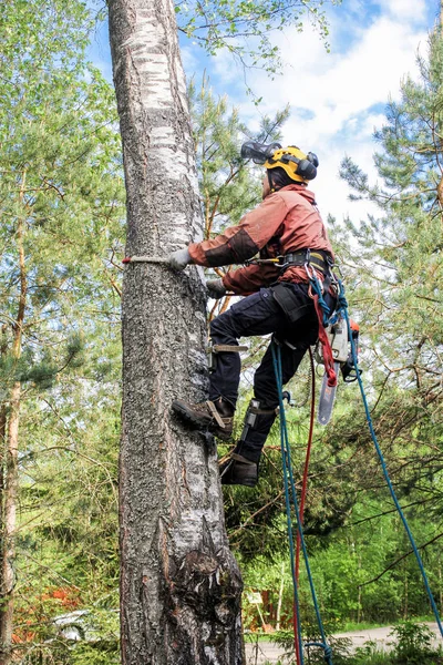 A worker climbs a tree. — Stock Photo, Image