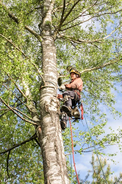 Arborista v gaffahu na stromě. — Stock fotografie