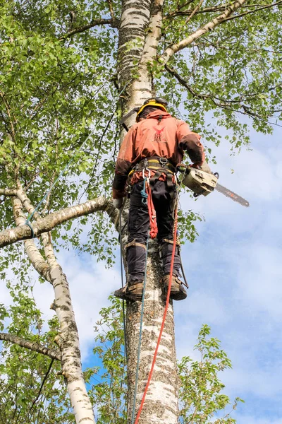 Arborista con una motosierra en el árbol . — Foto de Stock