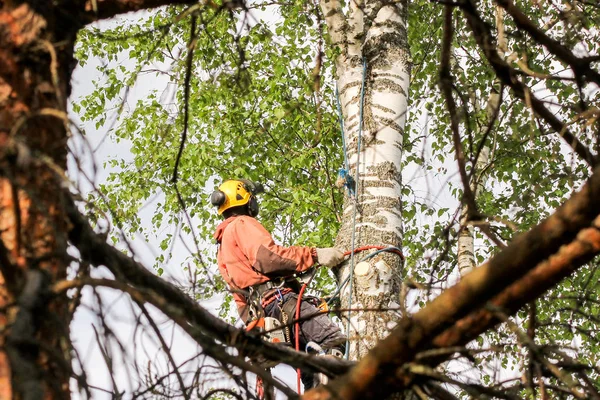 Professionista sull'albero . — Foto Stock