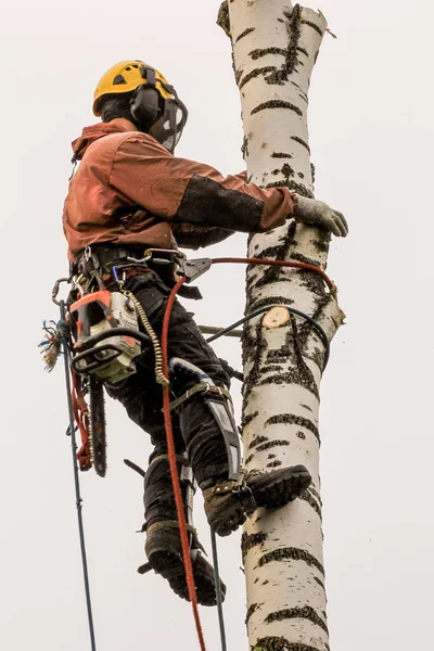 Arborista en equipo en un tronco de abedul desnudo . — Foto de Stock