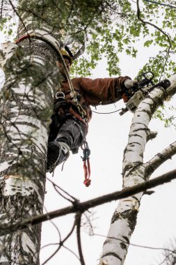 Büyük dalları testere testere testere.