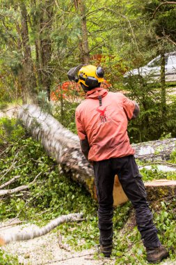 Ağacın son kısmına düştü..