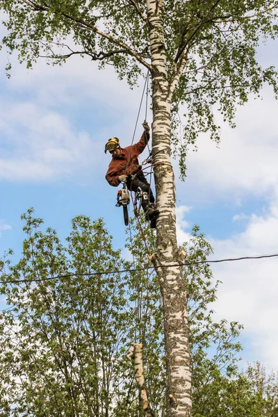 Bajando una rama grande en una cuerda . — Foto de Stock