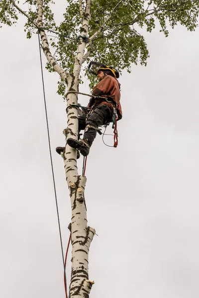 Arborista con seguro en el árbol . — Foto de Stock