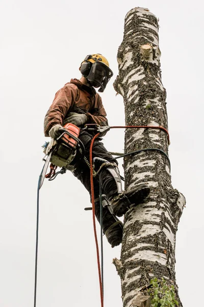 Arborista en equipo en el tronco de un abedul . — Foto de Stock