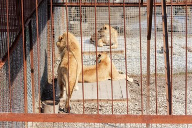 Çitin arkasındaki aslanlar.