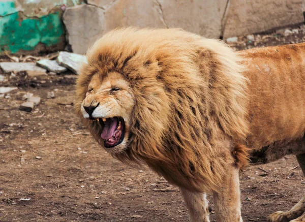 Vieux lion africain . — Photo