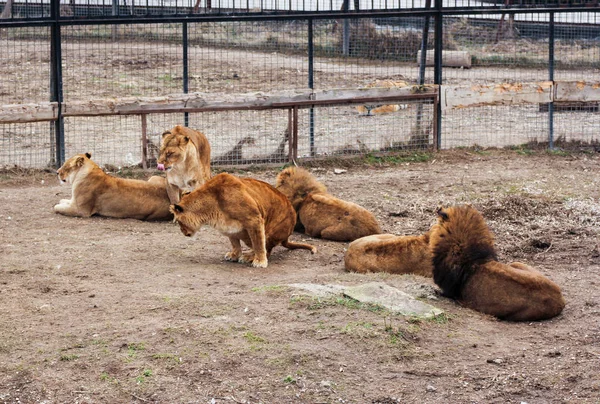 Orgullo de los leones africanos . —  Fotos de Stock