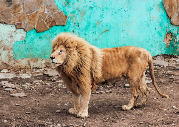 Großer afrikanischer Löwe. — Stockfoto