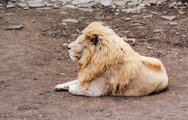 Bílý lev na dovolené. — Stock fotografie