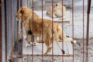 Kafesteki aslanlar.