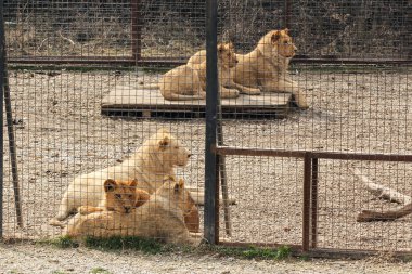 Parmaklıklar arkasında aslanlar.