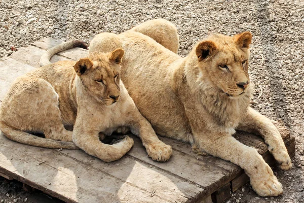 Lions sur une palette en bois . — Photo