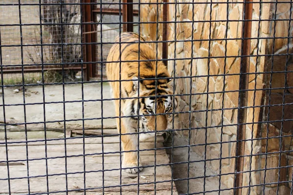 Tiger behind bars. — Stock Photo, Image