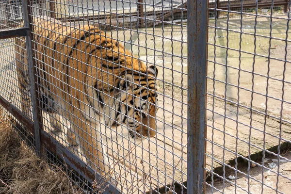 Der Tiger geht hinter Gitter. — Stockfoto