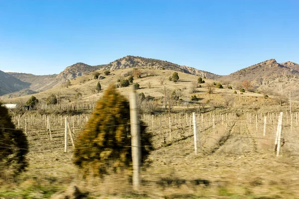 New vineyard in the mountains. — Stock Photo, Image