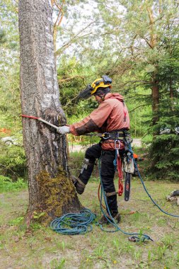 Ağaca tırmanmaya başlayın.