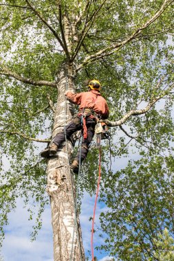 Arborist dalı ile ip atar.
