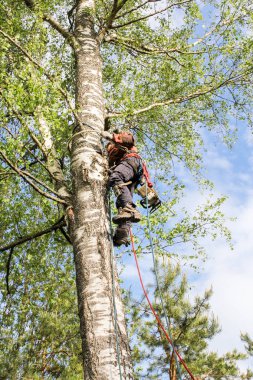 Arborist yukarıda bir döngü atar.