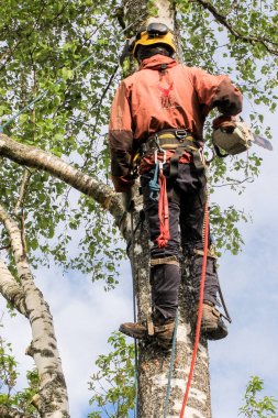 Arborist testere ile.