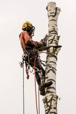 Profesyonel iş arborist.