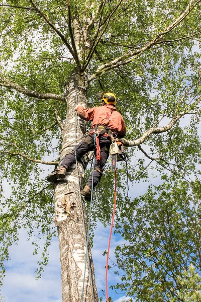 Arborista lanza la cuerda a través de la rama . — Foto de Stock