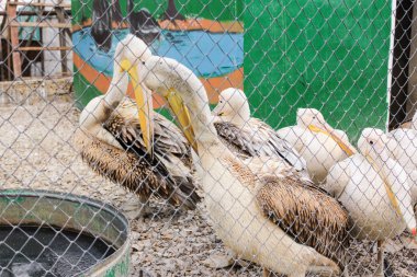 Pelikanlar filenin arkasında.