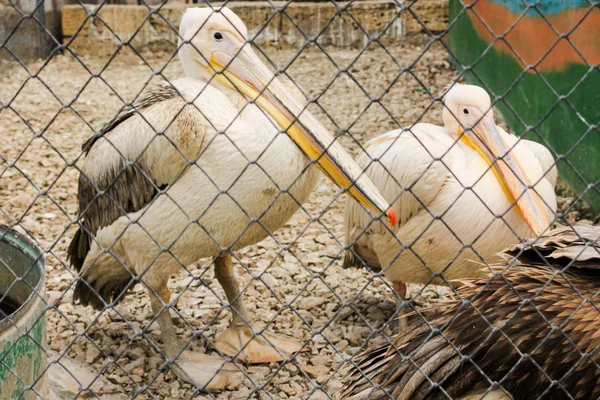 Ett par pelikaner i en bur. — Stockfoto