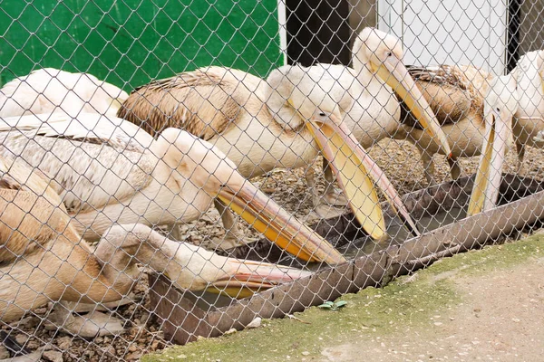 En grupp pelikaner vid. — Stockfoto