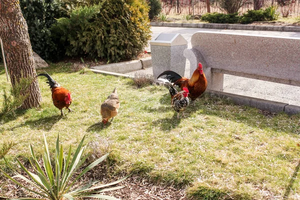 Rooster with hens on the lawn. — Stock Photo, Image