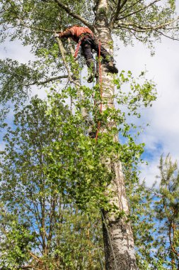 Ağaç üzerinde çalışmak.