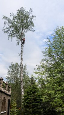 Tehlikeli ağaçların kesilmesi üzerinde çalış..