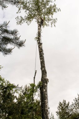 Bir dalı yükseklikten düşürme.