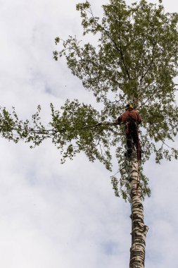 Bir adam ağaçtan dalları keser..