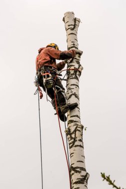 Arborist bagajüzerinde sabittir.