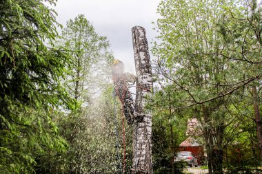 Testere altından bir talaş bulutu.