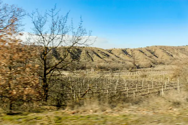 New vineyard at the hill. — Stock Photo, Image