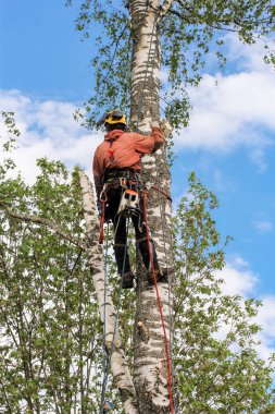 Huş ağacı arborist.