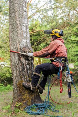Arborist döngüye tutunur.