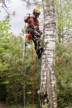 Arborist bir huş gövdesi üzerinde çalışır.