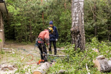 İşçiler parçaları ağaçları kaldırmak için.