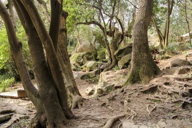 Gövdelerin kökleri.