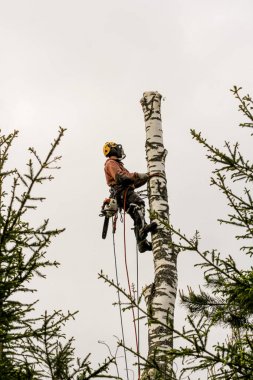 Arborist çıplak huş gövdesi üzerinde ekipman.