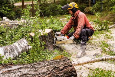 Büyük testere tarafından bir kenevir ağacı kaldırma.