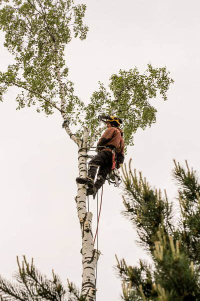 Рабочий с бензопилой на дереве
.