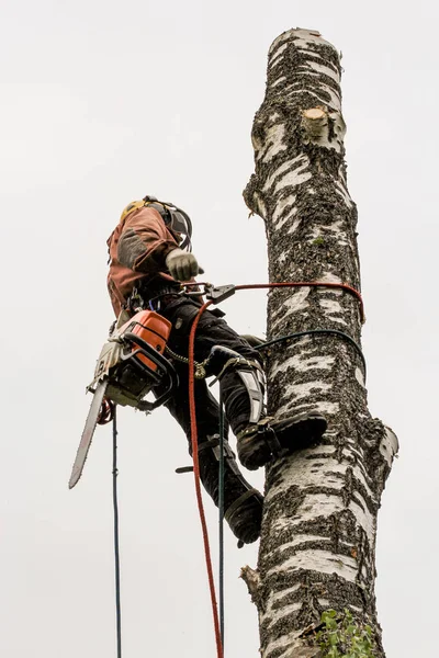El arborista trabaja en un tronco de abedul . — Foto de Stock
